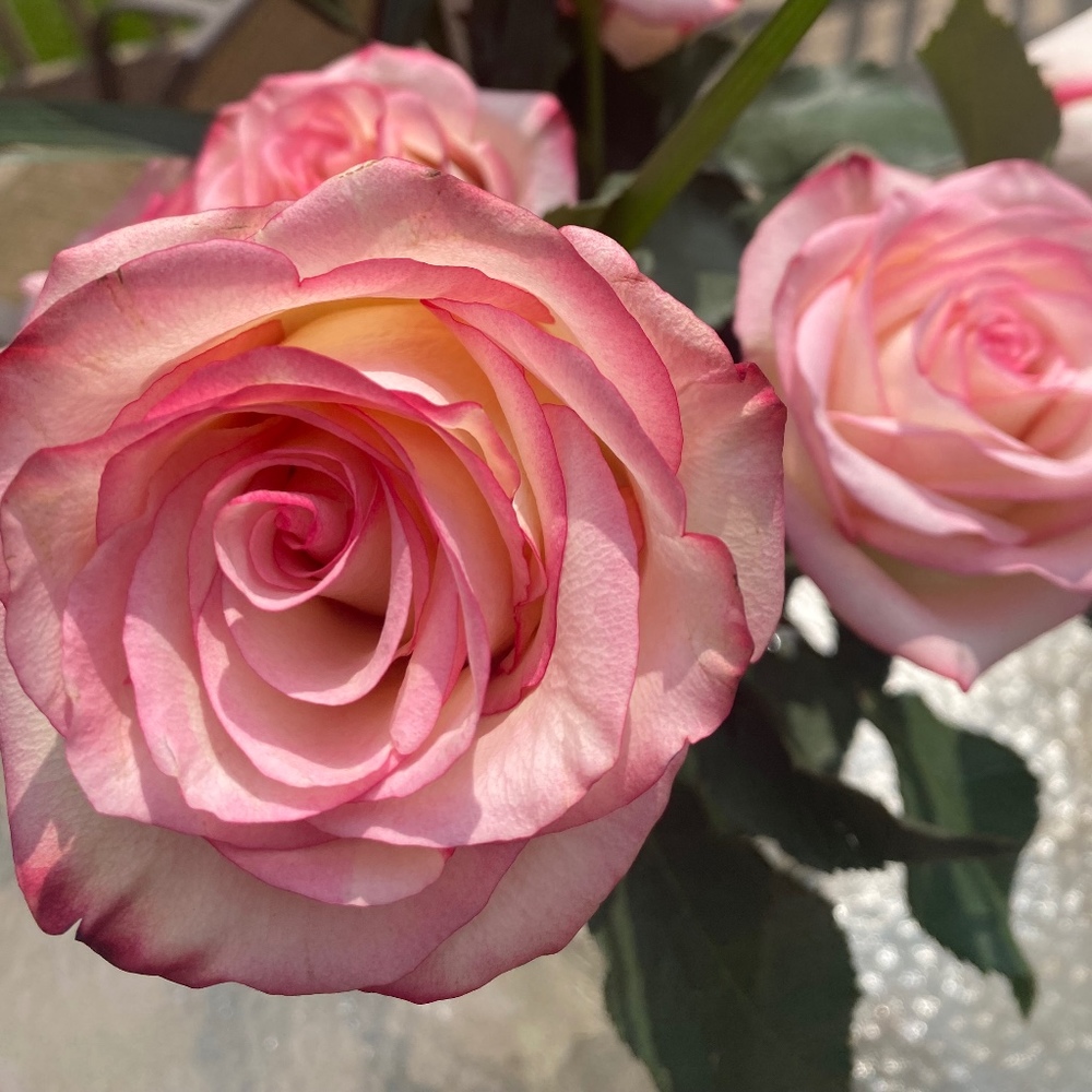 Meet your Posher, Blessed Soul